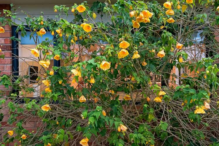 104 San Marino Drive West Henderson_34