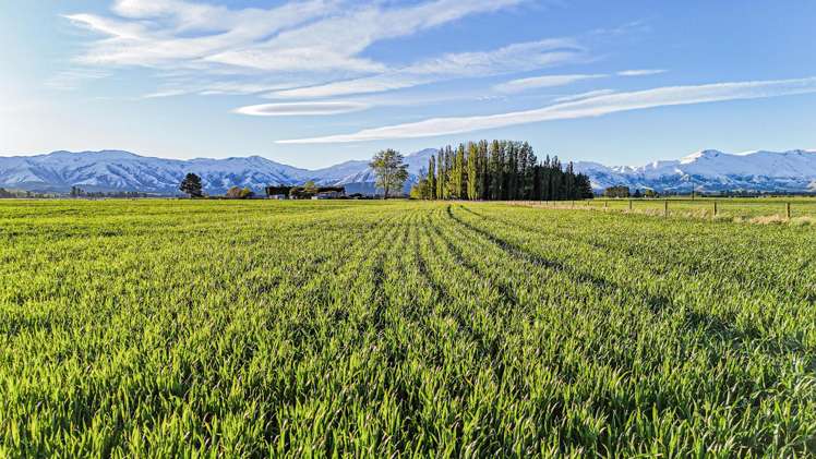 391 Hamilton Road Fairlie_3