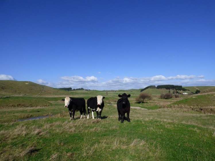 210 Valley Road Bunnythorpe_10