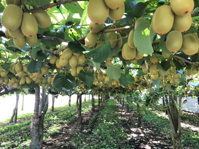 62 No 2 Road Te Puke_1