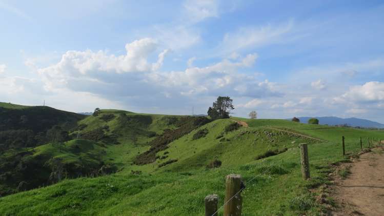 356 Whatauri Road Wharepapa South_10