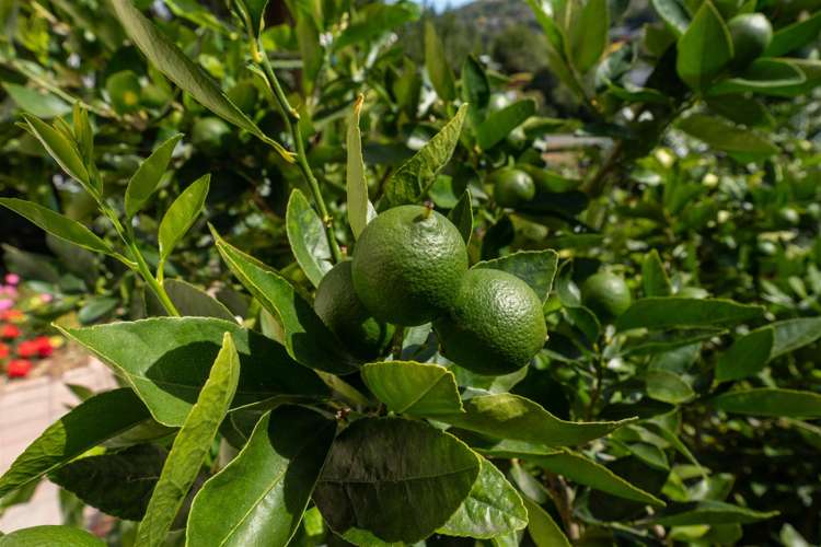 186 Hampden Terrace Nelson_8