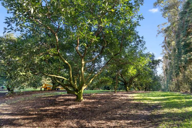 12 Timon Drive Hauraki Surrounds_12