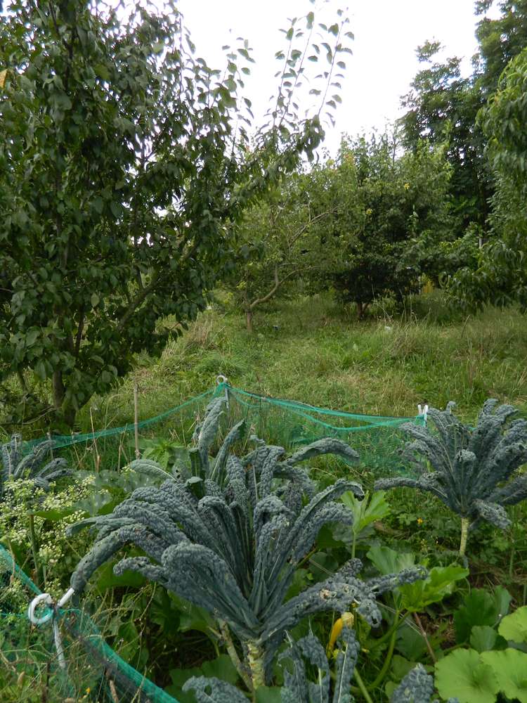 21 Ward Street Waharoa_9