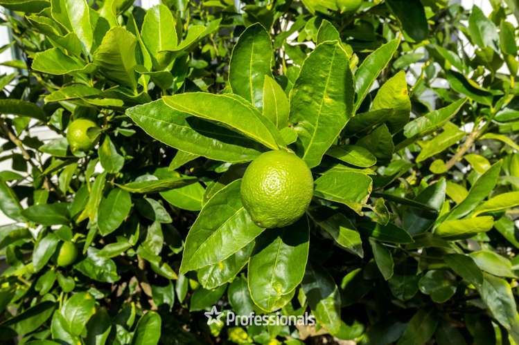 49a Kiln Street Silverstream_23