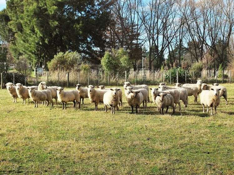 433 Belvedere Road Carterton_18