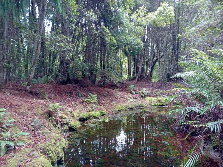 1 Hurren Place West Kumara Junction_19