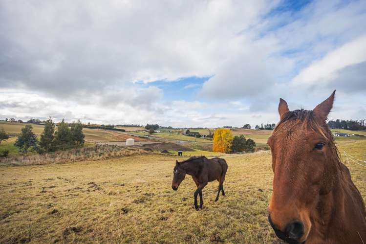 Lot 4 Pukeko Lane Waiareka Junction_11