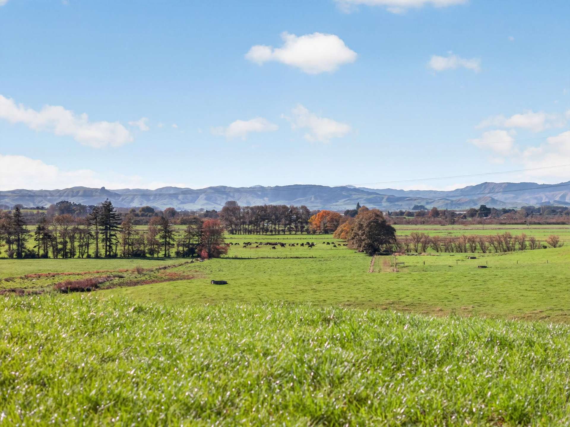 807 Te Ohaki Road Huntly_0