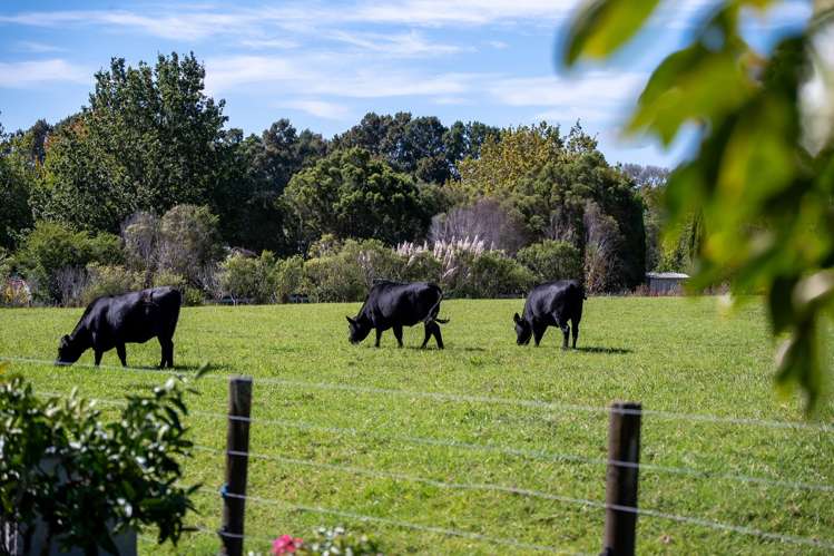 20 Kennedy Road Dairy Flat_40