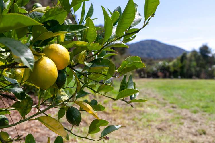 46 Onekaka Iron Works Road Kahurangi National Park_13