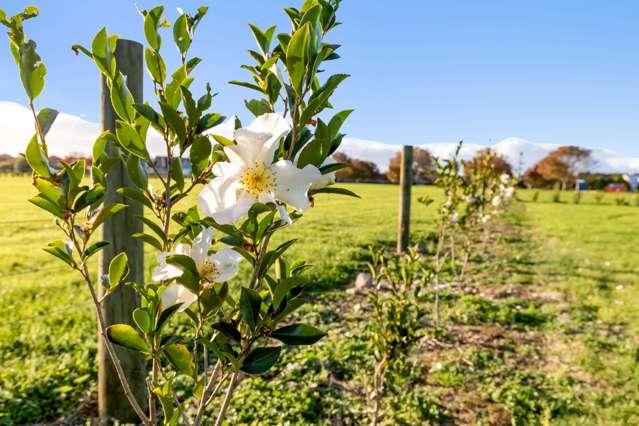 35 Woven Stone Way Ohau_3