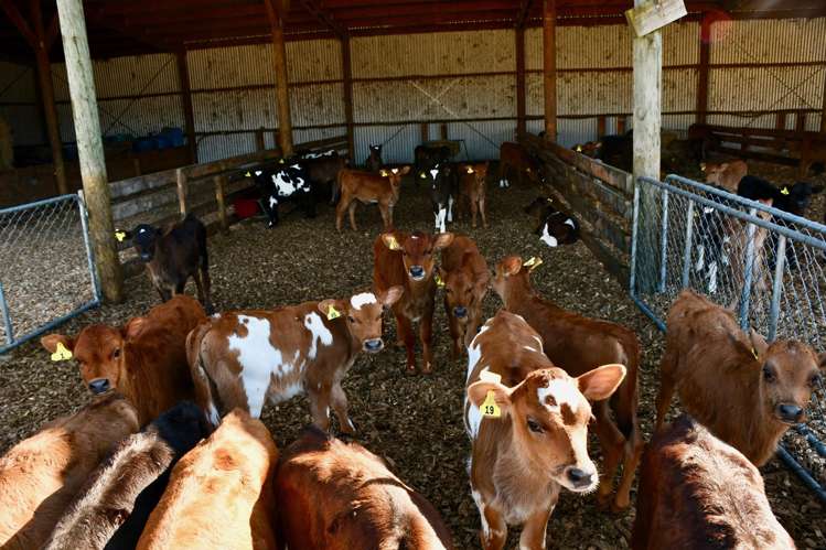 451 Umere Road Karamea_24