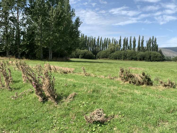 2 Nelson Street Milton_17