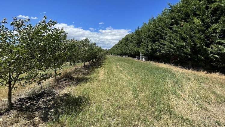 13 Blackman Road Earnscleugh_22