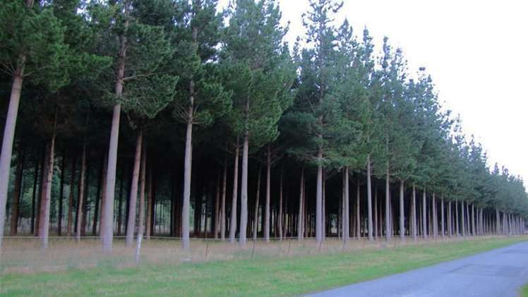 3778 Waihopai Valley Road Waihopai Valley_5