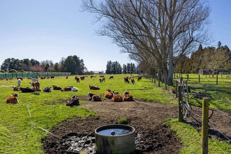 386 Marshmeadow Road Newstead_24