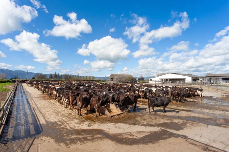 Alexandra Road Waharoa_10