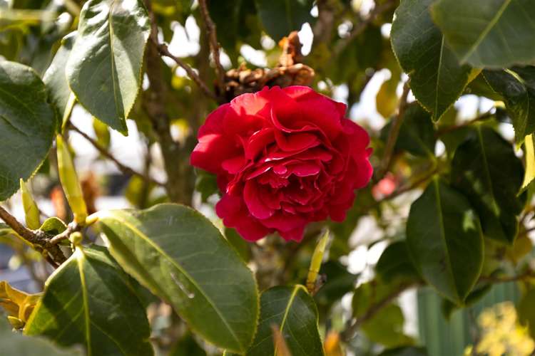 11 Bank Street Springlands_24