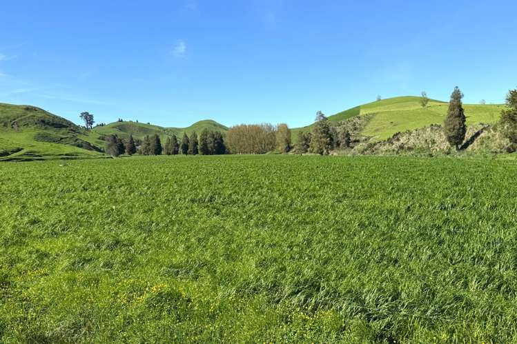 161 Veale Road Otorohanga_7