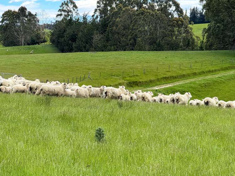 144 Block Road Pukeawa_16