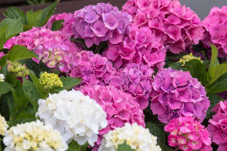 46 Lockhart Avenue Milson_14