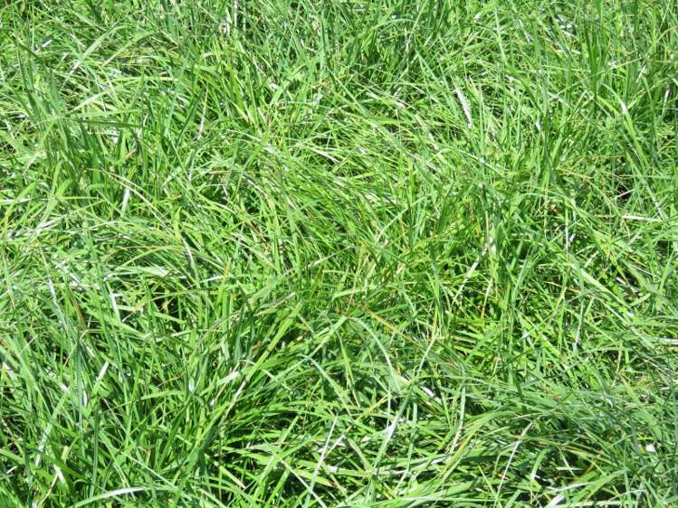 30 Griffiths Road Huntingdon_12