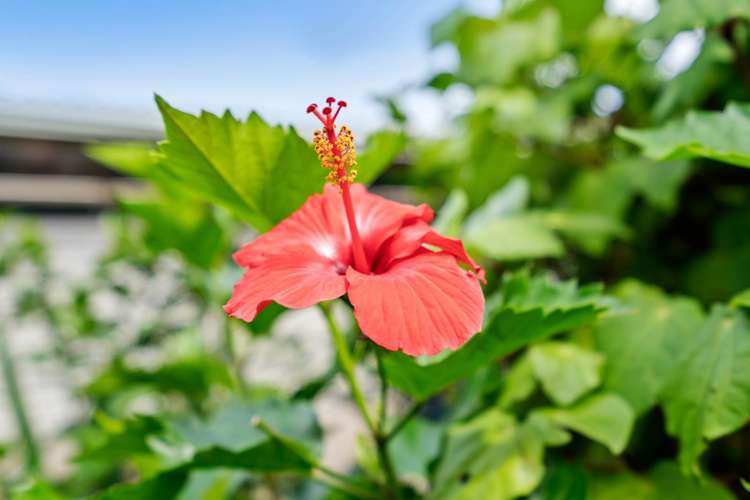 8 Sherwood Road Onerahi_17