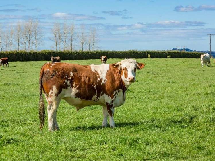 403 Te Ahu Ahu Road Waimate North_34