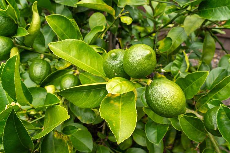 212 Nayland Road Stoke_5