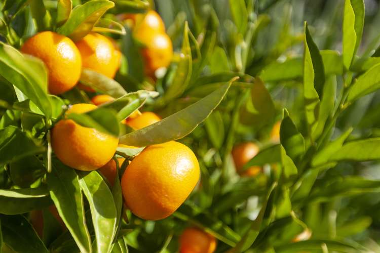 15 Tiromoana Road Raumati South_25