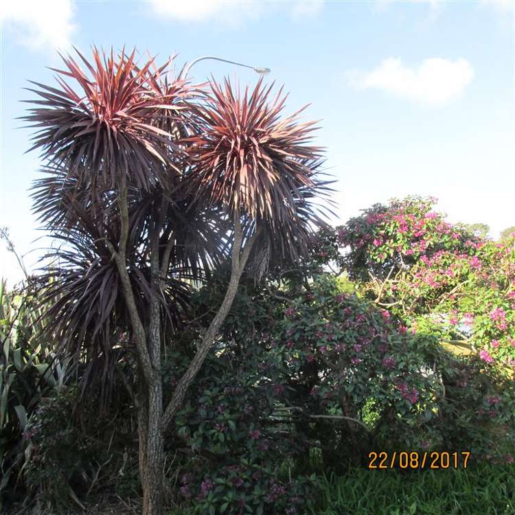 316 Hokianga Harbour Drive Omapere_14