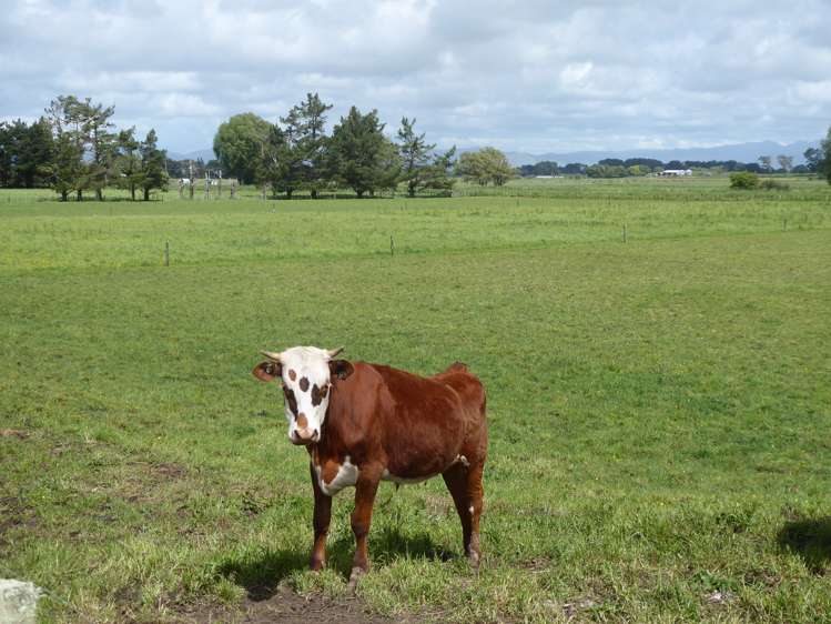 237 Kellow Road Rongotea_9