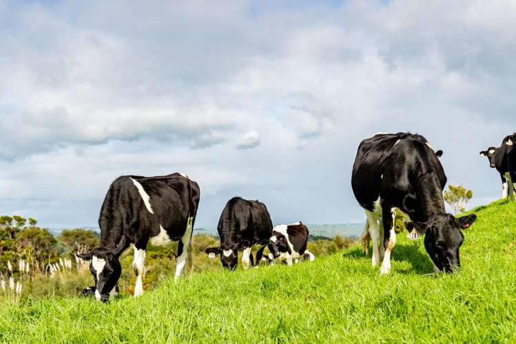 1053 Waihue Road Dargaville Surrounds_10