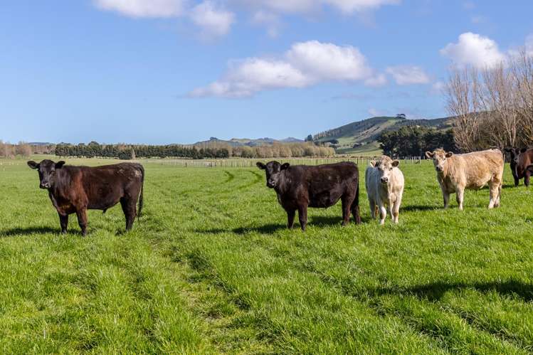 White Rock Road Martinborough_16