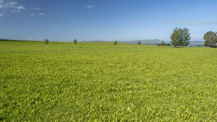 188 Burnetts Road Kaituna_5