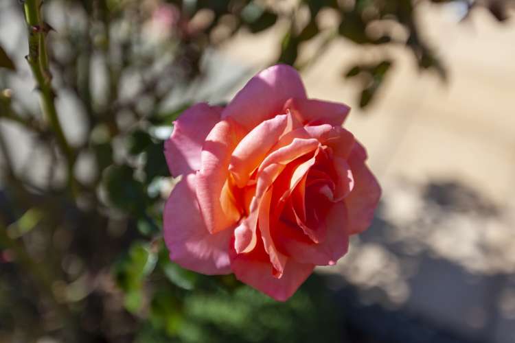 18 Kotare Street Waikanae_21