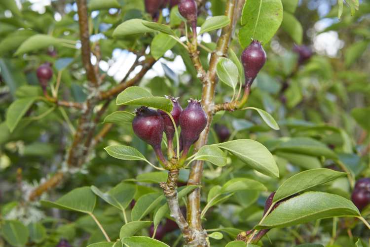 869 Woodcocks Road Kaipara Flats_13