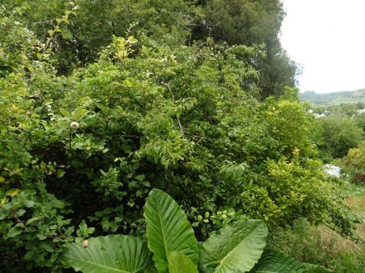 6 Mangarino Road Te Kuiti_10