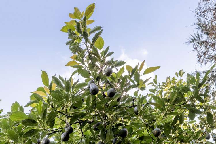 21a Sharyn Place Brookfield_7