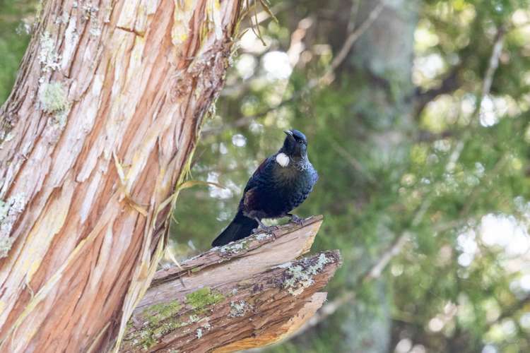 5 Rivendell Place Warkworth_19