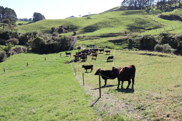 344 Hursthouse Road Inglewood_12