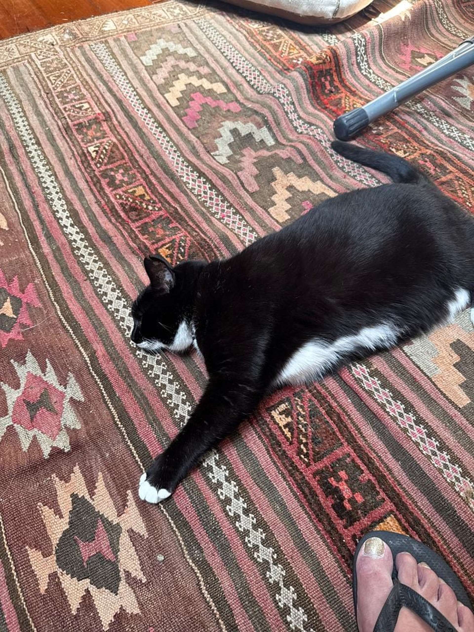 76B Russell Terrace Berhampore_0