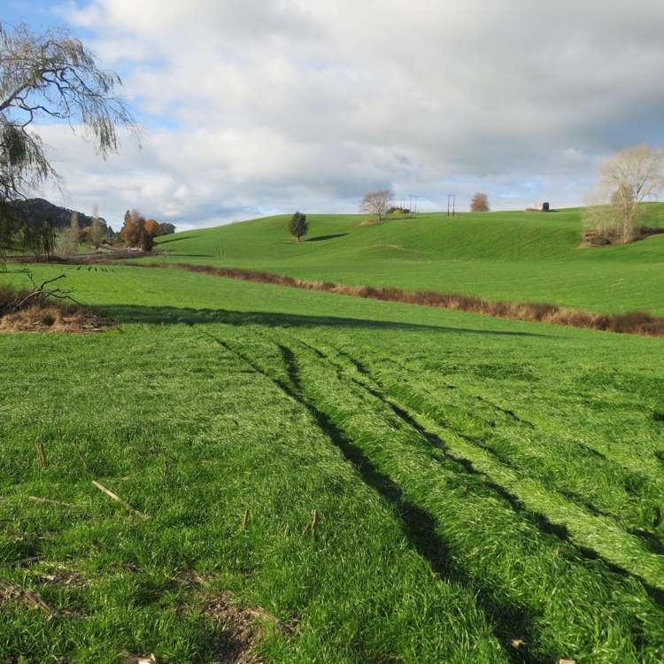 Waitomo Caves Road Waitomo_9