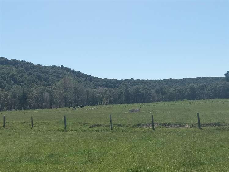 Puhunga Road Waipiro_8