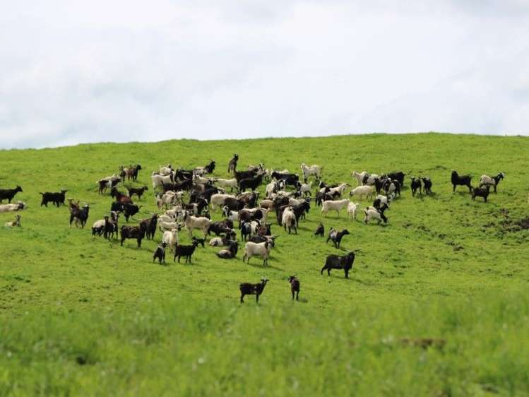 196 Hildreth Road Arapuni_7