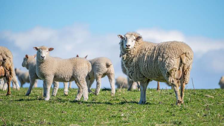 614 Omihi Road Omihi_20