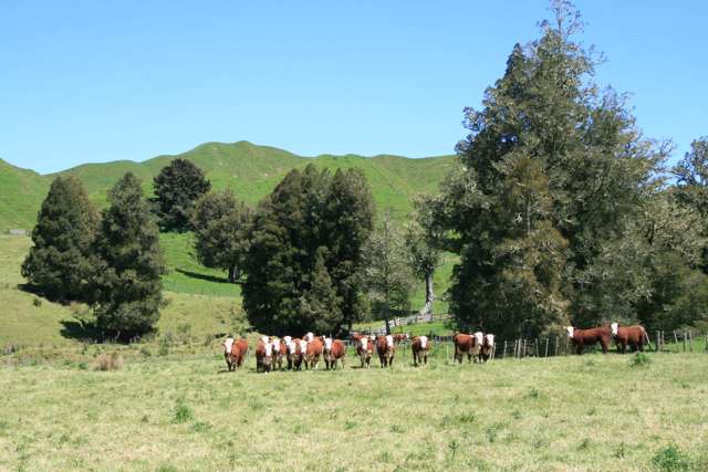 6753 Ohura Road Ruapehu-King Country Surrounds_1