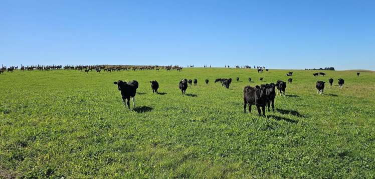 1550 Waimumu Road Te Tipua_1