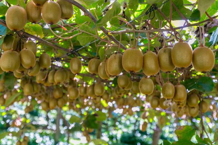 299 Lockington Road Aongatete_8